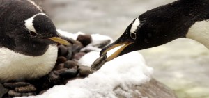 Pebble And Penguin